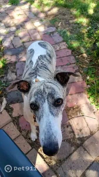 Lost dog, Carpenter Street South, 277, Kangaroo Flat - sage green collar - photo
