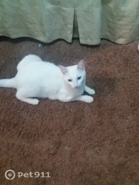 Perdido gato fêmea, Jardim do Trevo, Ribeirão Preto - SP, Brasil - muito medrosa e arisca - photo