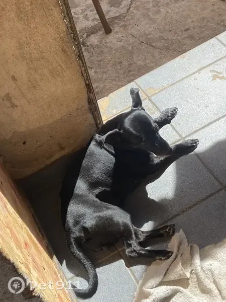 Perdido cachorro fêmea, Rua João Baptista Marinho, Marília - pelagem preta - photo