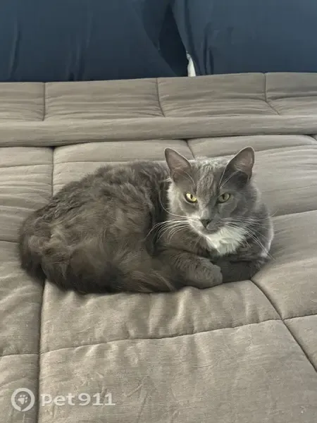 Lost cat, Weybridge Drive, 10511, Tampa - male, almost all grey - photo