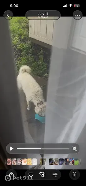 Lost dog, North New Florissant Road, 402, Florissant - female, small poodle mix - photo