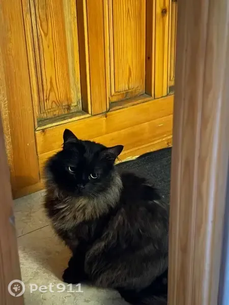 Perdido gato masculino, Carrer Hort de Bordes, 17, Benissa, Calp - negro y muy peludo - photo