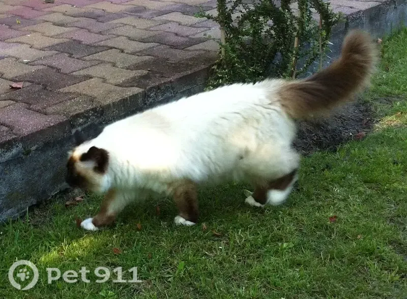 Perdu chat femelle, Impasse Marifranc, Mont-de-Marsan - robe seal point - photo