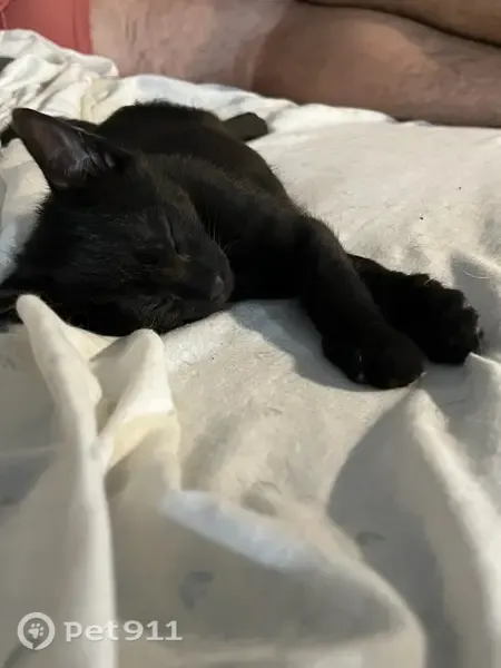 Perdido gato macho, Calle la Rosa, Villa del Prado, Pozuelo de Alarcon - muy activo y juguetón - photo