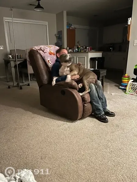 Lost dog, Sweetwater Branch Road, 73, Fort Mitchell — female, blue pit with white chest - photo