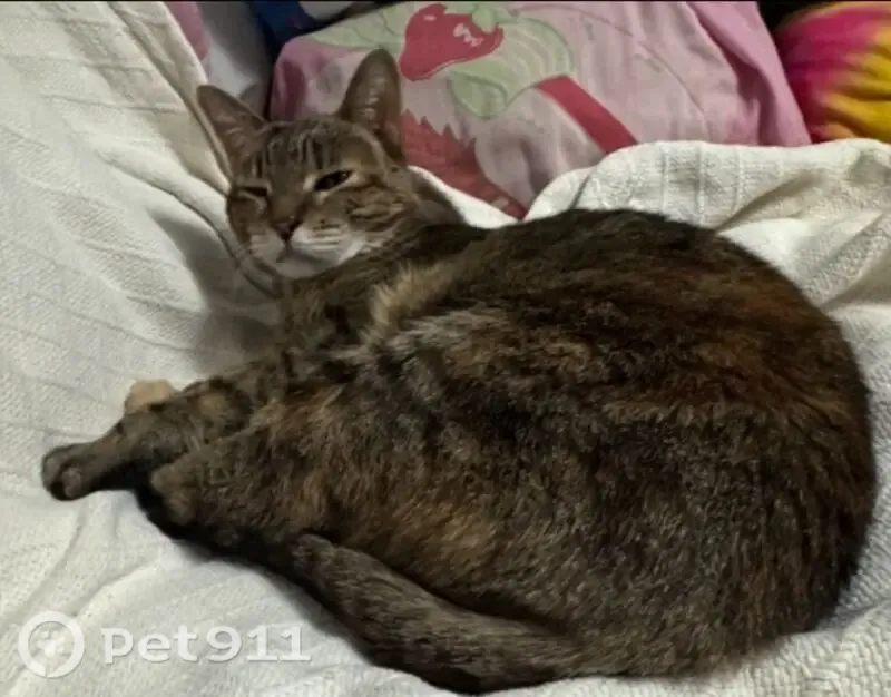 Lost cat, South 25th Street, 1302, Colorado Springs - indoor cat, needs seizure medication - photo