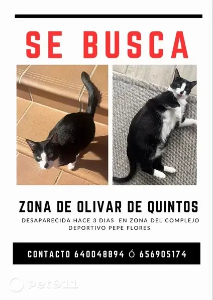 Perdido gato hembra, Calle Amapola, Dos Hermanas - con una manchita negra en la nariz - photo