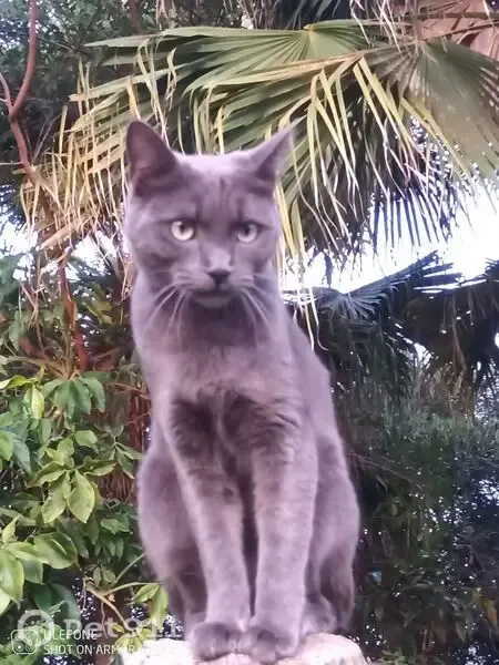 Lost cat, Jakaranda Street, 11, Pretoria - grey, short-haired, shy - photo