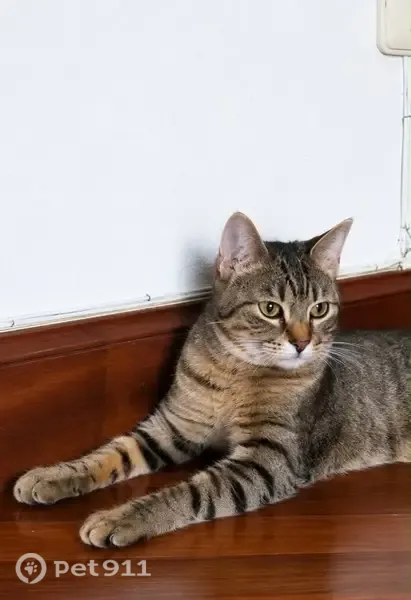 Perdido gato macho, Trauko Kalea, 5, Bilbao - gris atigrado y castrado - photo