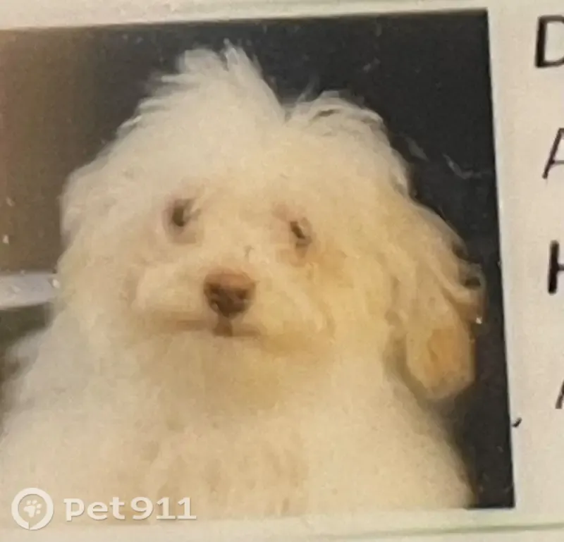 Lost dog, North 2530 West, 1387, Clinton — female, white with tan ears - photo