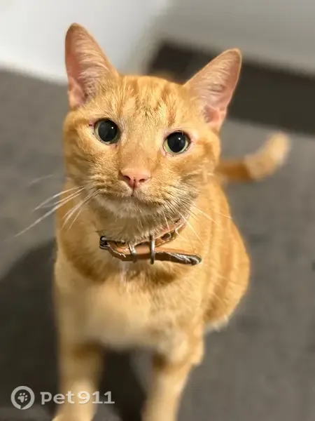 Lost cat, Brisbane, Queensland — ginger, desexed - photo