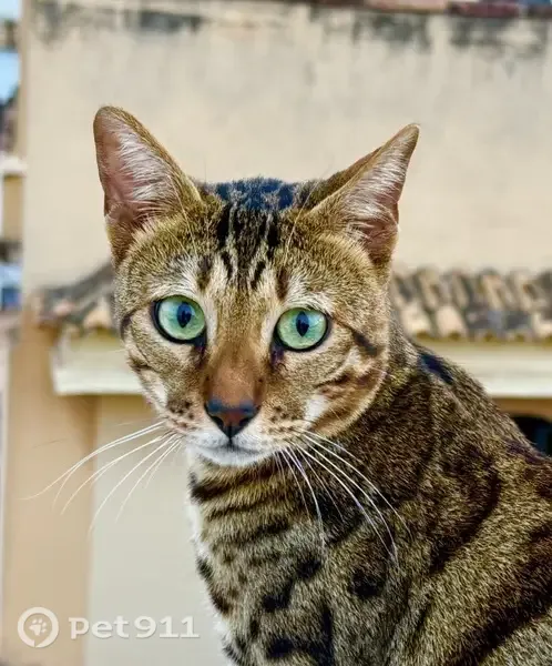 Perdido gato macho, Plaça de Sant Francesc, 1, Palma — posible escondido en patios o edificios cercanos - photo