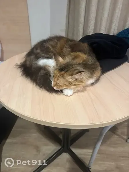 Lost cat, Karu Crescent, 19, Marion - ginger and brown and white, long fluffy fur - photo