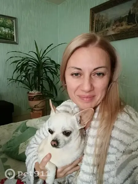 Зникла собака, вулиця Доктора Пирогова, 5, Коломия — маленька ляклива - photo