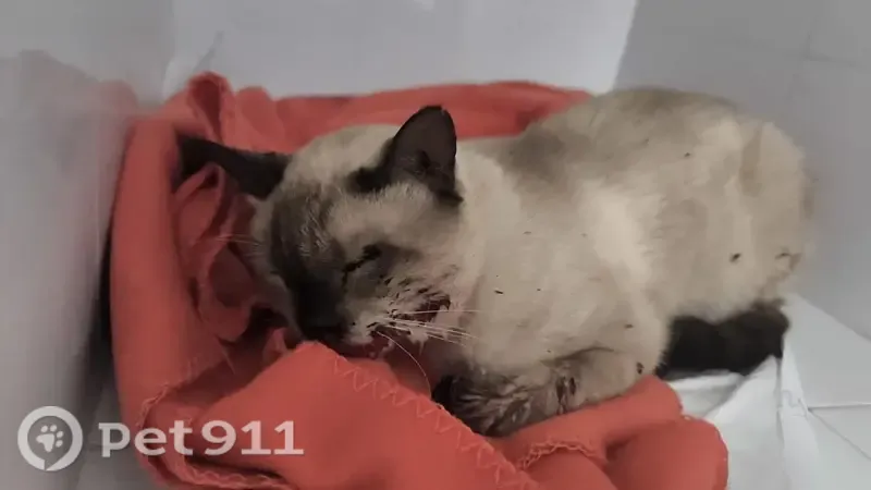 Encontrado gato hembra, Carrer de la Merceria, 5, Tarragona — siamesa, parece que se ha caído de un balcón - photo