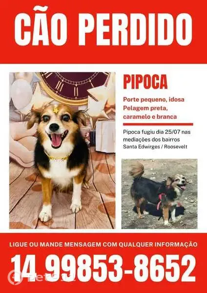 Cachorro perdido Fêmea (brl003217) - photo