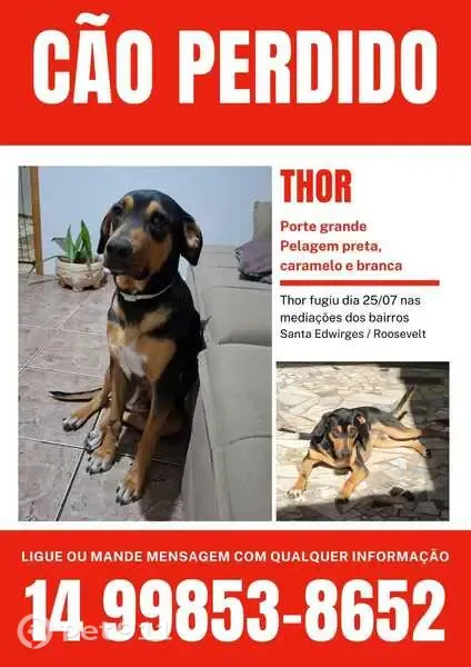 Cachorro perdido Macho (brl003219) - photo