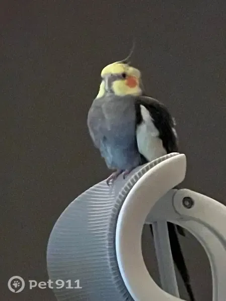 Lost bird, Apple Brook Lane, 1450, Dayton - male cockatiel, gray with a yellow head - photo