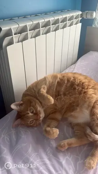Perdido gato hembra, Calle del Pino Ponderosa, 19, Navalcarnero, Madrid - muy dócil y asustadiza - photo
