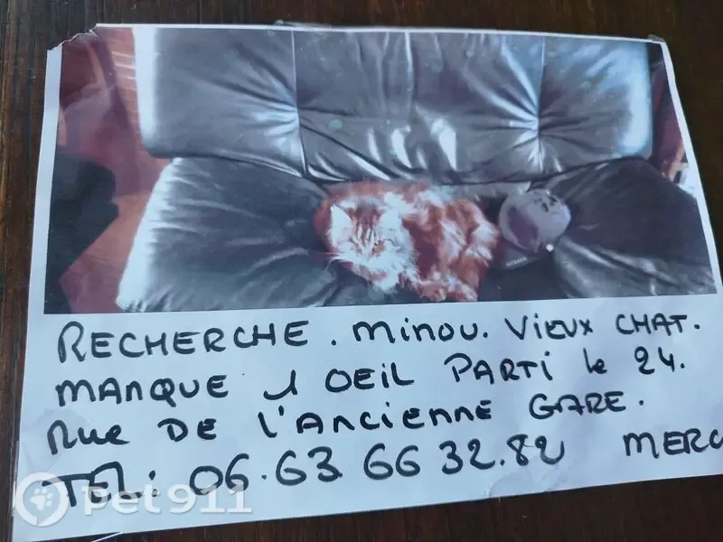 Chat perdu mâle, Rue de l'Ancienne Gare, 138, Bray-Dunes - tigré, long poil - photo