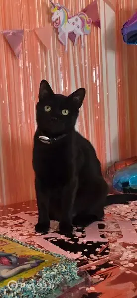 Perdido gato hembra, Calle Libra, Móstoles - negra, esterilizada y con microchip - photo