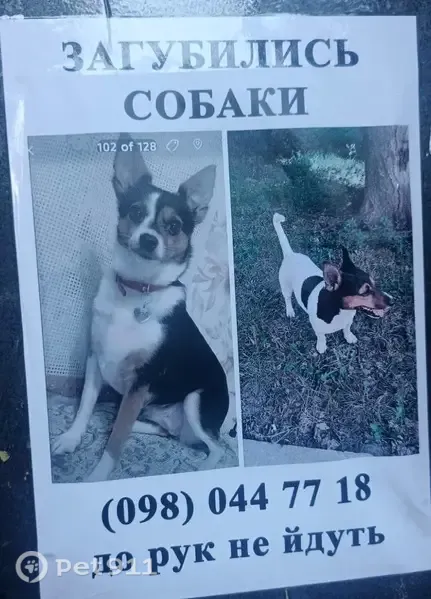 Зникла собака, Макарівська вулиця, 1, Київ — дві маленькі собаки, не підходять до чужих - photo