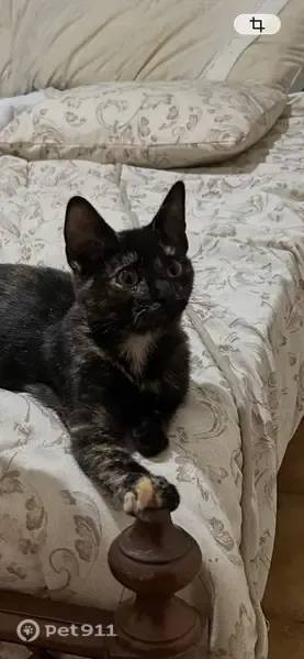 Perdido gato hembra, Calle Antonio Antuña, 35, Langreo, Sama - carey, de un año y medio - photo