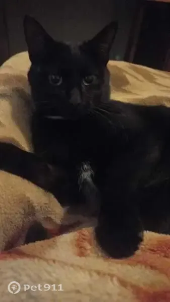 Lost cat, Deken Street, 6, Vanderbijlpark - black with little white on the neck - photo