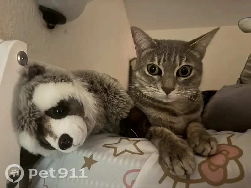 Lost cat, Center Road, 340, Venice - female, grey nose, green eyes - photo
