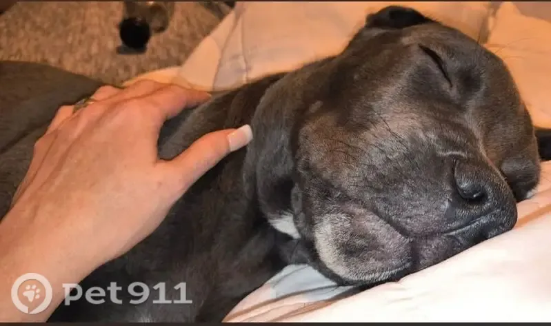Lost dog, West Lamberth Road, 115, Sherman — male cane corso - photo