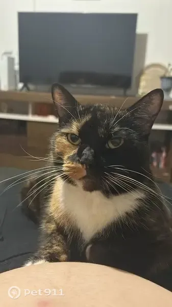 Perdido gato fêmea, Rua Simonesia, Pernambuco - dócil e medrosa - photo
