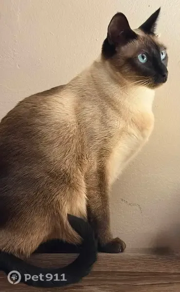 Lost cat, Lititz Pike, 2642, Lancaster - female - photo