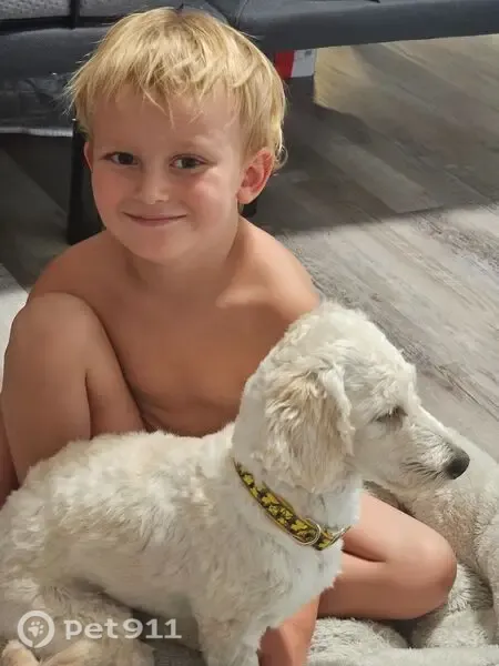 Lost dog, Paulden, Arizona, Tempe - cream coat - photo