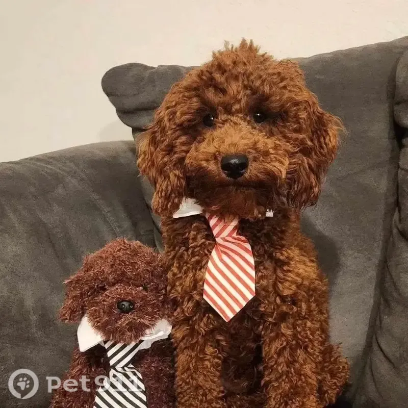 Lost dog, West Forecast Street, 2713, Meridian — male, red mini poodle - photo