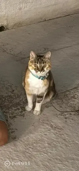 Perdido gato hembra, Calle Timoteo Padrós, San Lorenzo de El Escorial, Alcobendas - tricolor y muy asustadiza - photo