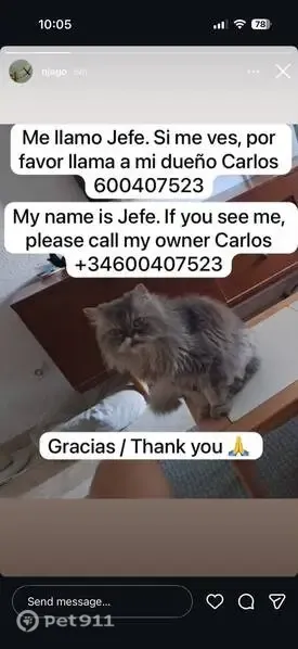 Perdido gato masculino, Calle Diamante de Riviera, 13, Mijas, Fuengirola — persa gris - photo