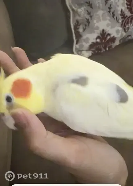 Lost bird, Gardena, California, Arlington — male, yellow with black patches - photo