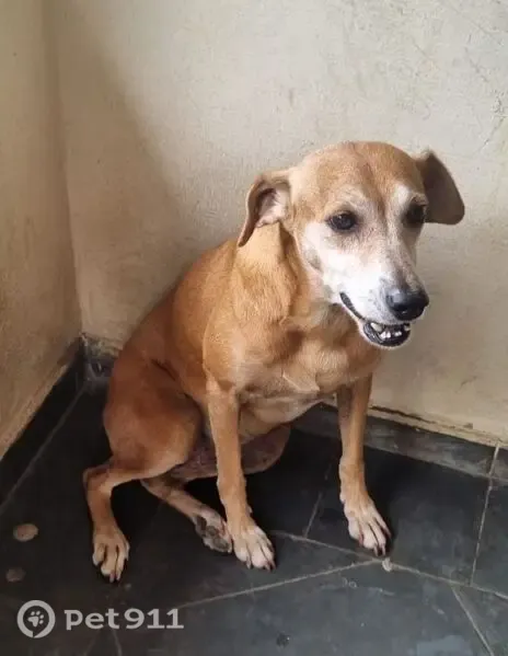 Perdido cachorro fêmea, Rua Paulo Sebastião Ferreira Malet, 14 — caramelo, 11 anos - photo