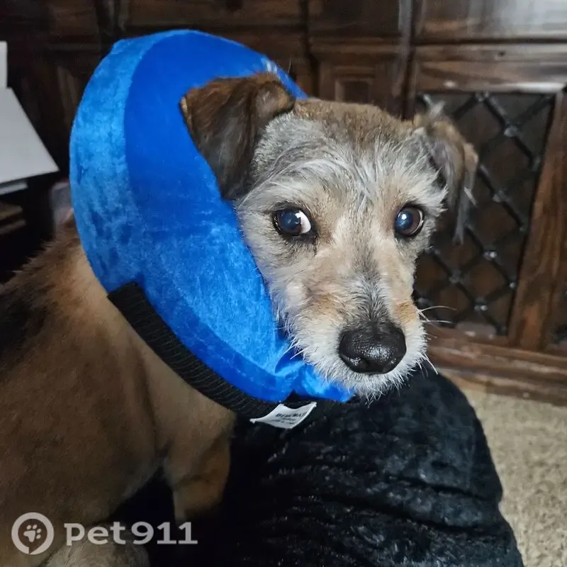 Lost dog, South Sandusky Avenue, 7546, Oklahoma City — nervous, sweet brown terrier mix - photo