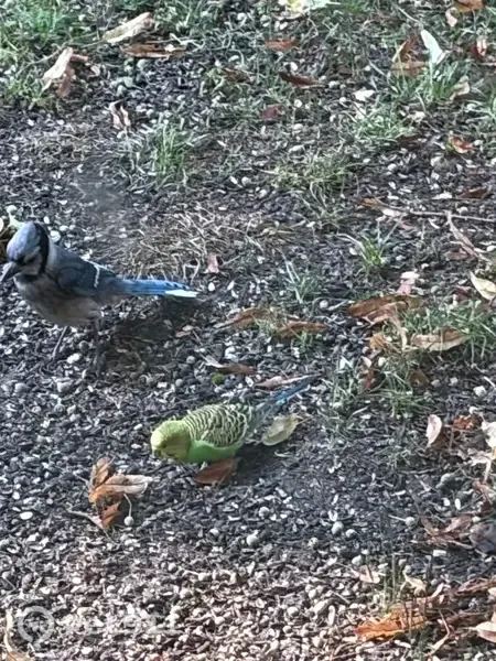 Found bird, Cedar Swamp Road, 671, Glen Head - healthy, in backyard for 3 weeks - photo