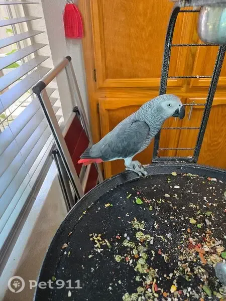 Lost bird, Spring House Way, Elk Grove, Sacramento - African Grey parrot with a misaligned beak - photo