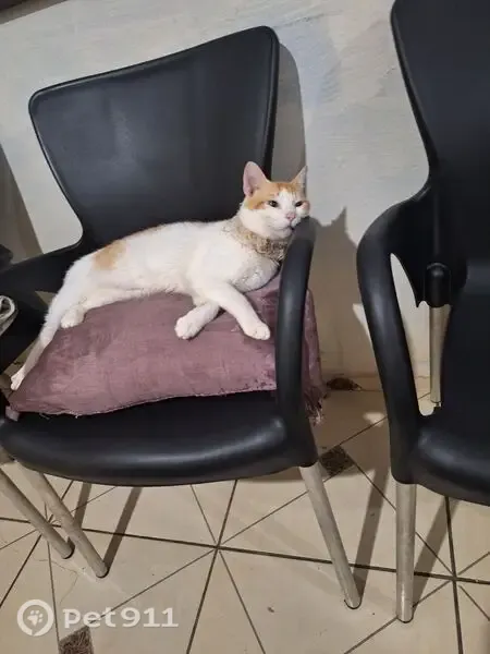 Perdido gato macho, Rua Aracaju, 24 — amarelo com branco - photo