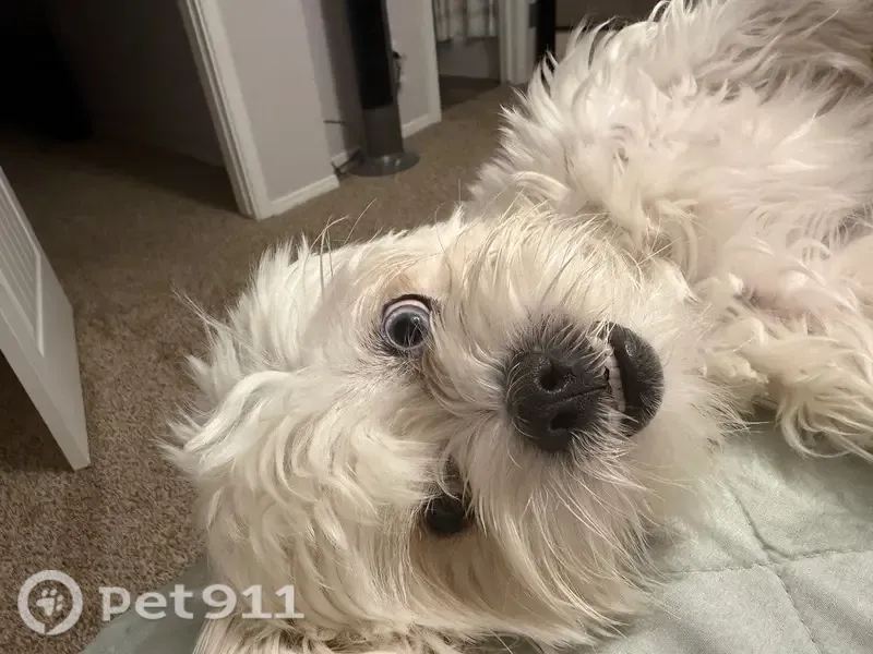 Lost dog, Wood Quail Way, 1716, El Paso — white shih tzu, blue and brown eyes - photo