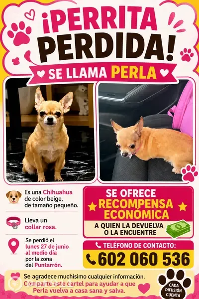 Perdido perro hembra, Calle Pontarrón, 30, Cieza — beis, rabo cortado - photo