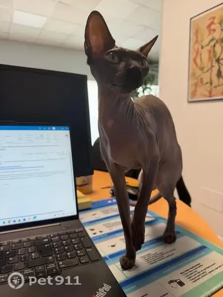 Perdido gato hembra, Calle de Padilla, 10, Alcobendas - pequeño, sin pelo y ojos amarillos - photo