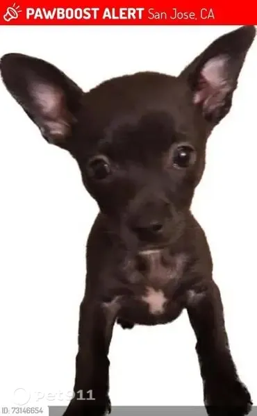 Lost dog, Lewis Road, 428, San Jose - female Chihuahua, black with white paws - photo