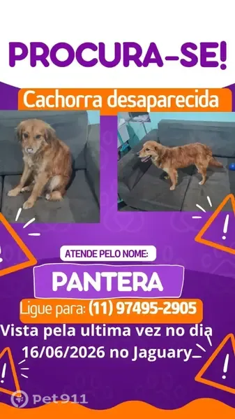 Perdido cachorro fêmea, Rua Sagitário, 429 - pequena, caramelo e dócil - photo