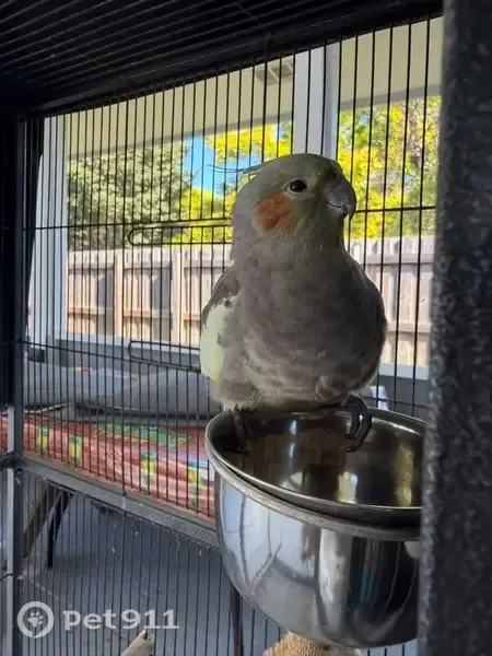 Lost bird, Southwest 223rd Lane, 8991, Cutler Bay - female, red cheeks - photo