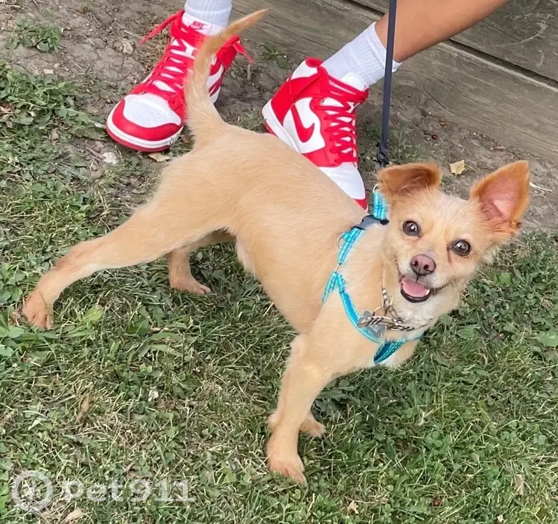 Lost dog, South Spaulding Avenue, 5629, Chicago - male - photo