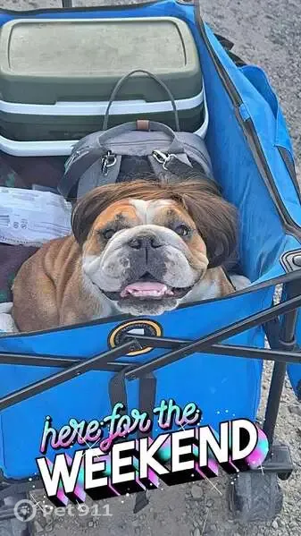 Lost dog, Michael Street, Cathlamet - senior female English bulldog, hard of hearing and low vision - photo